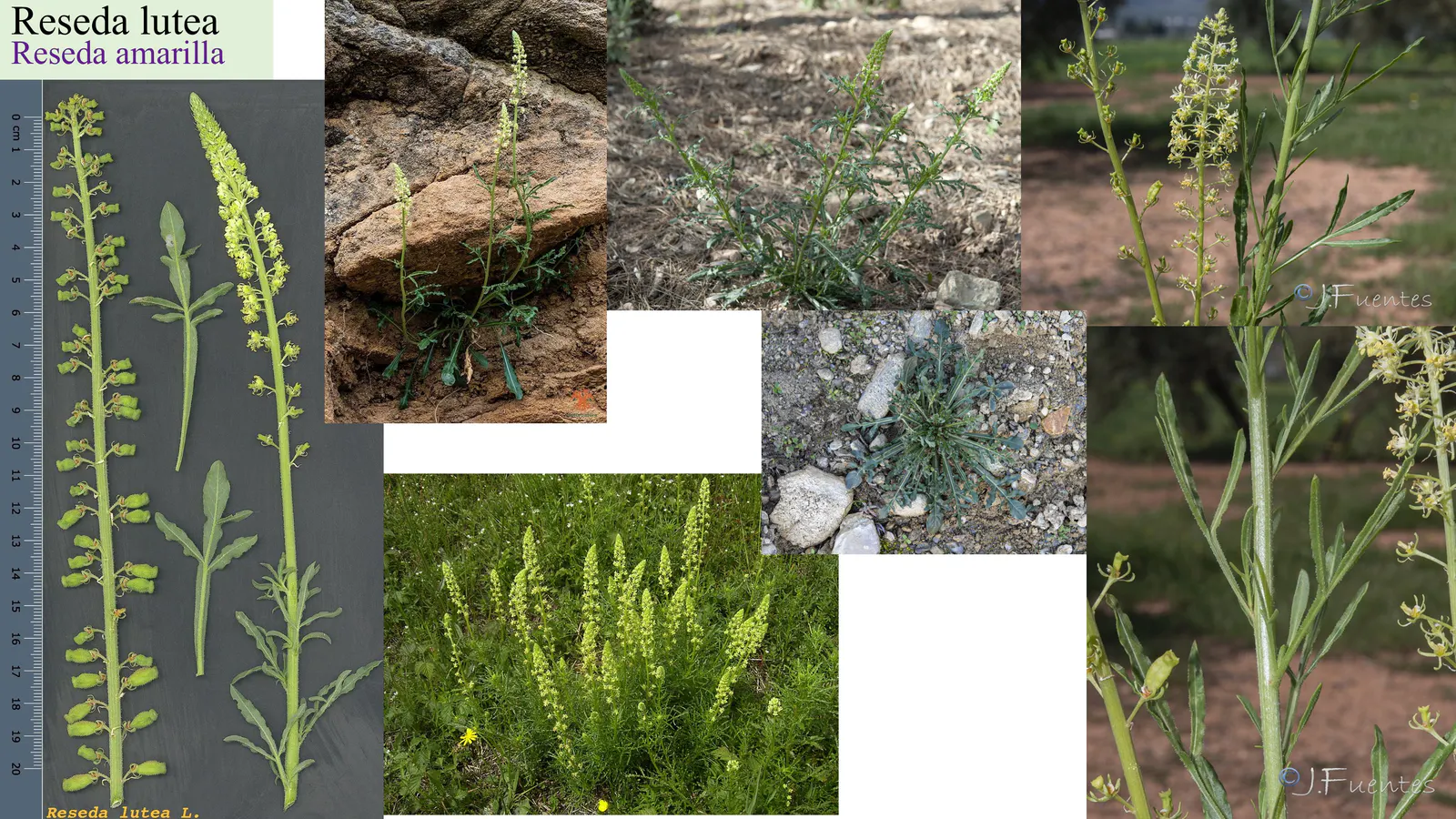 Reseda lutea