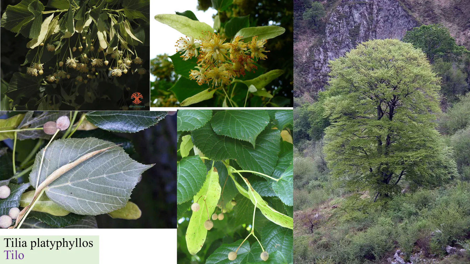 Tilia platyphyllos