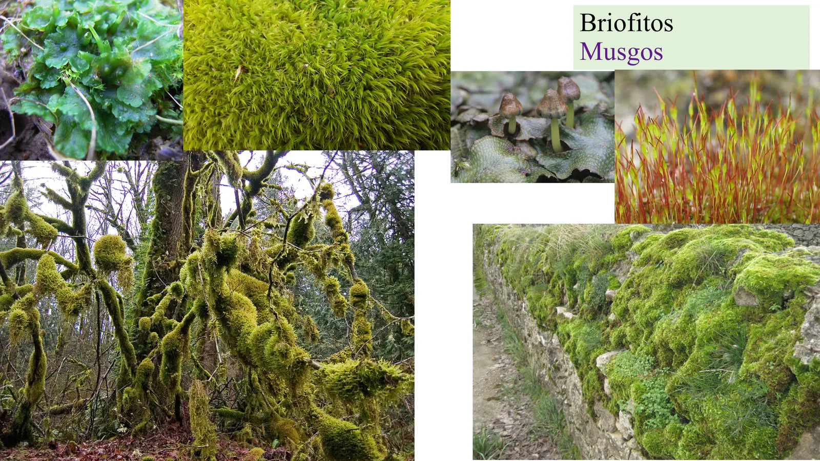 Briofitos
