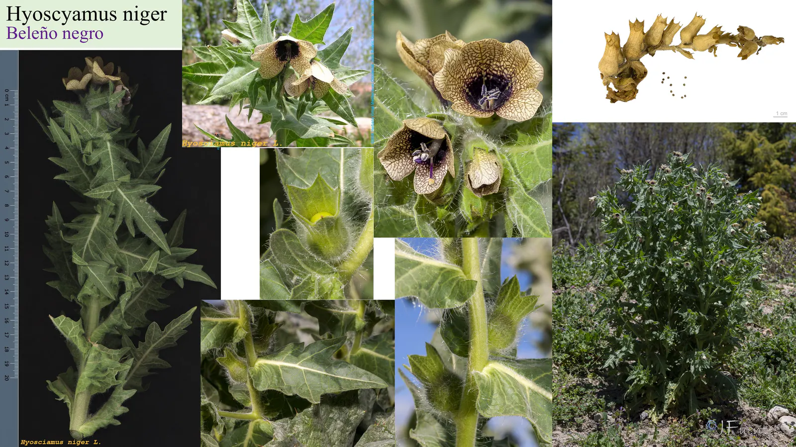 Hyoscyamus niger