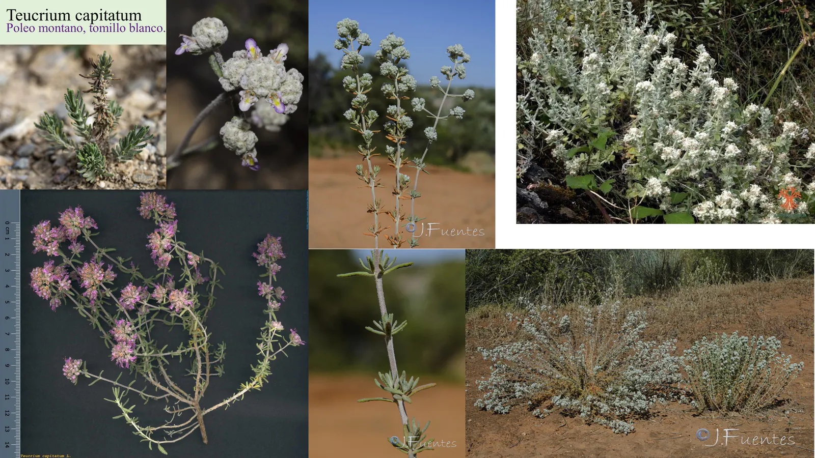 Teucrium capitatum