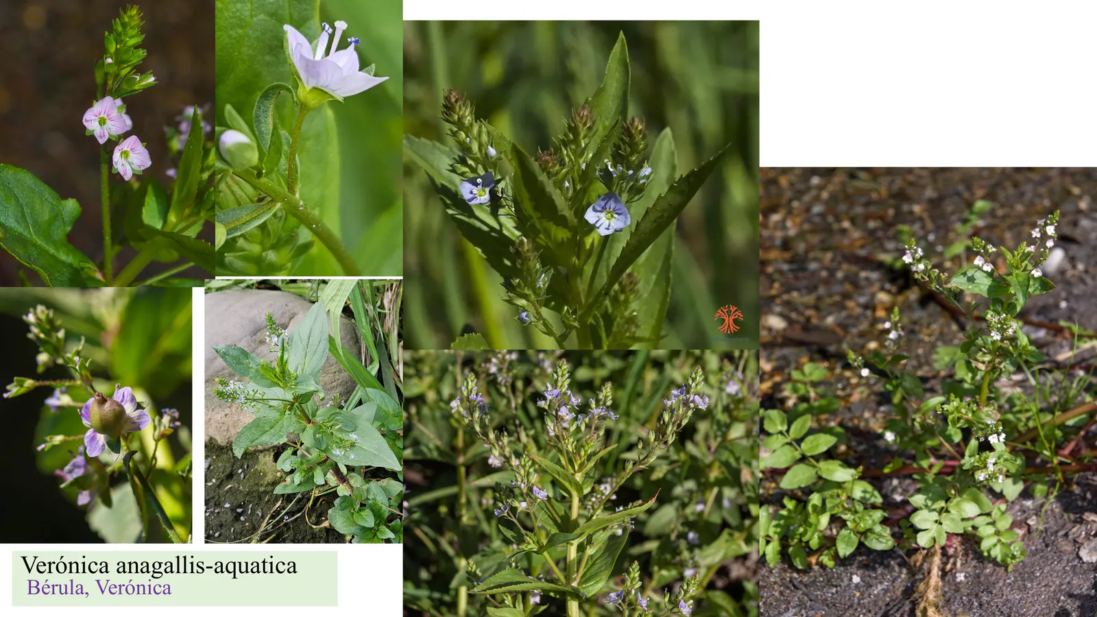 Veronica anagallis-aquatica