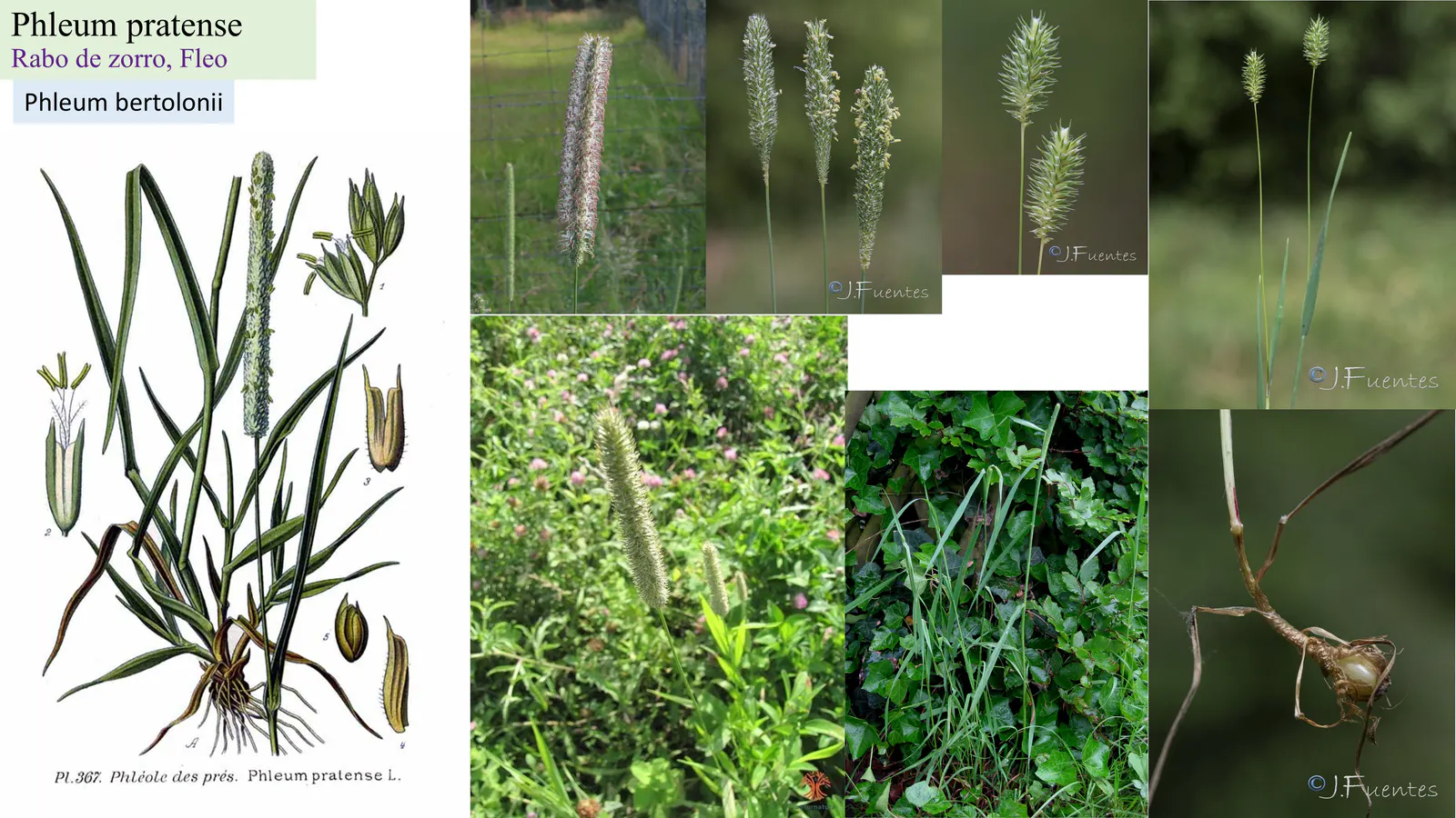 Phleum pratense