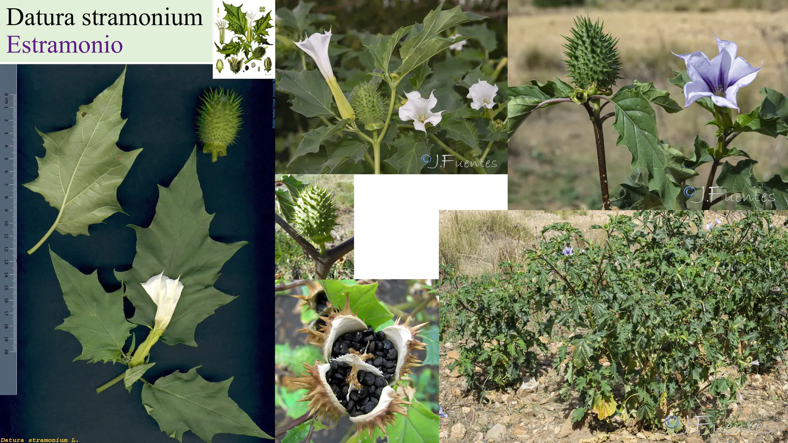 Datura stramonium