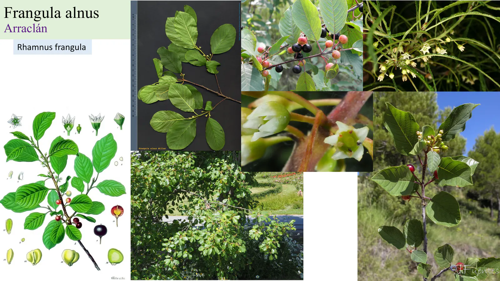 Frangula alnus