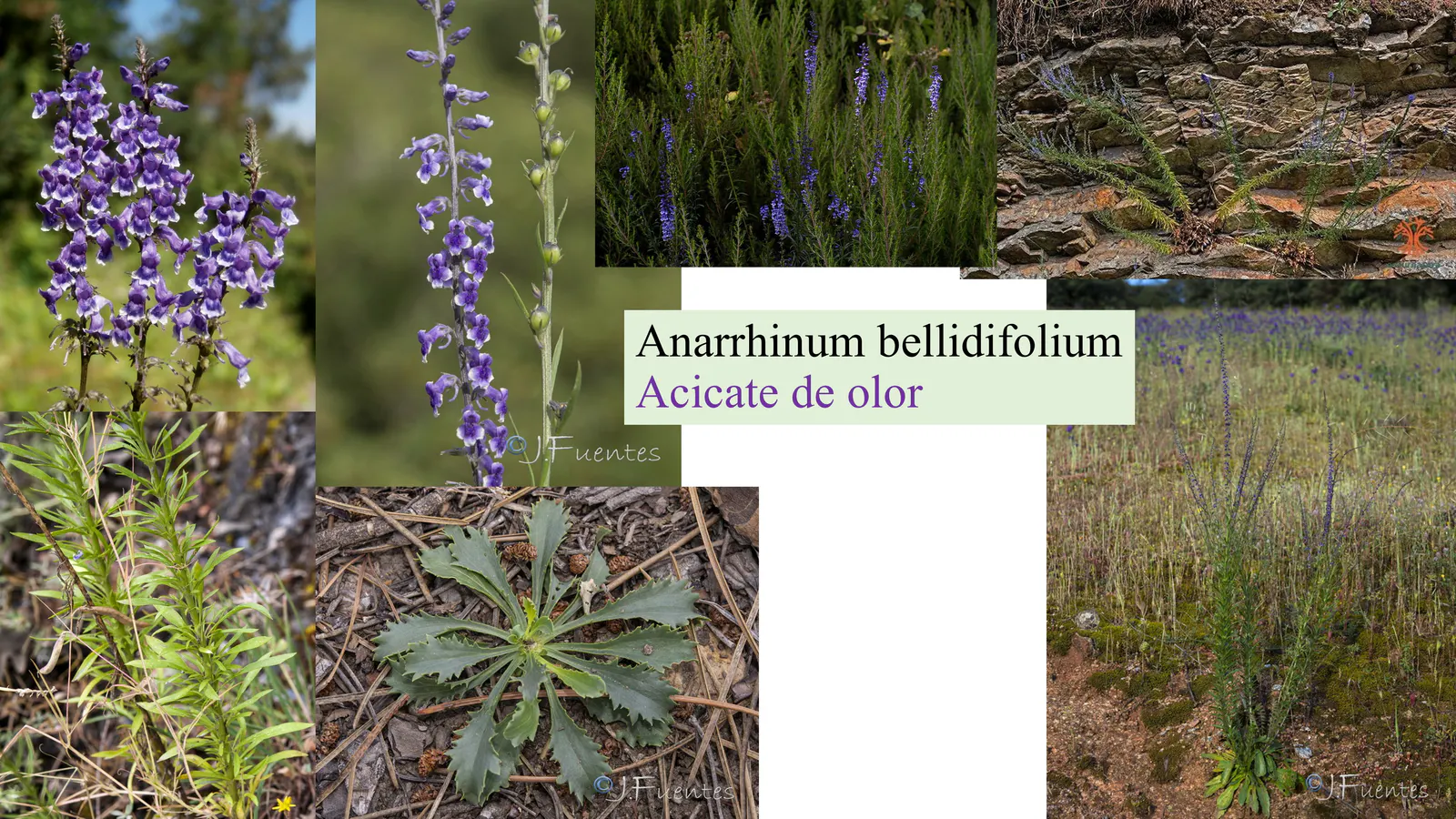 Anarrhinum