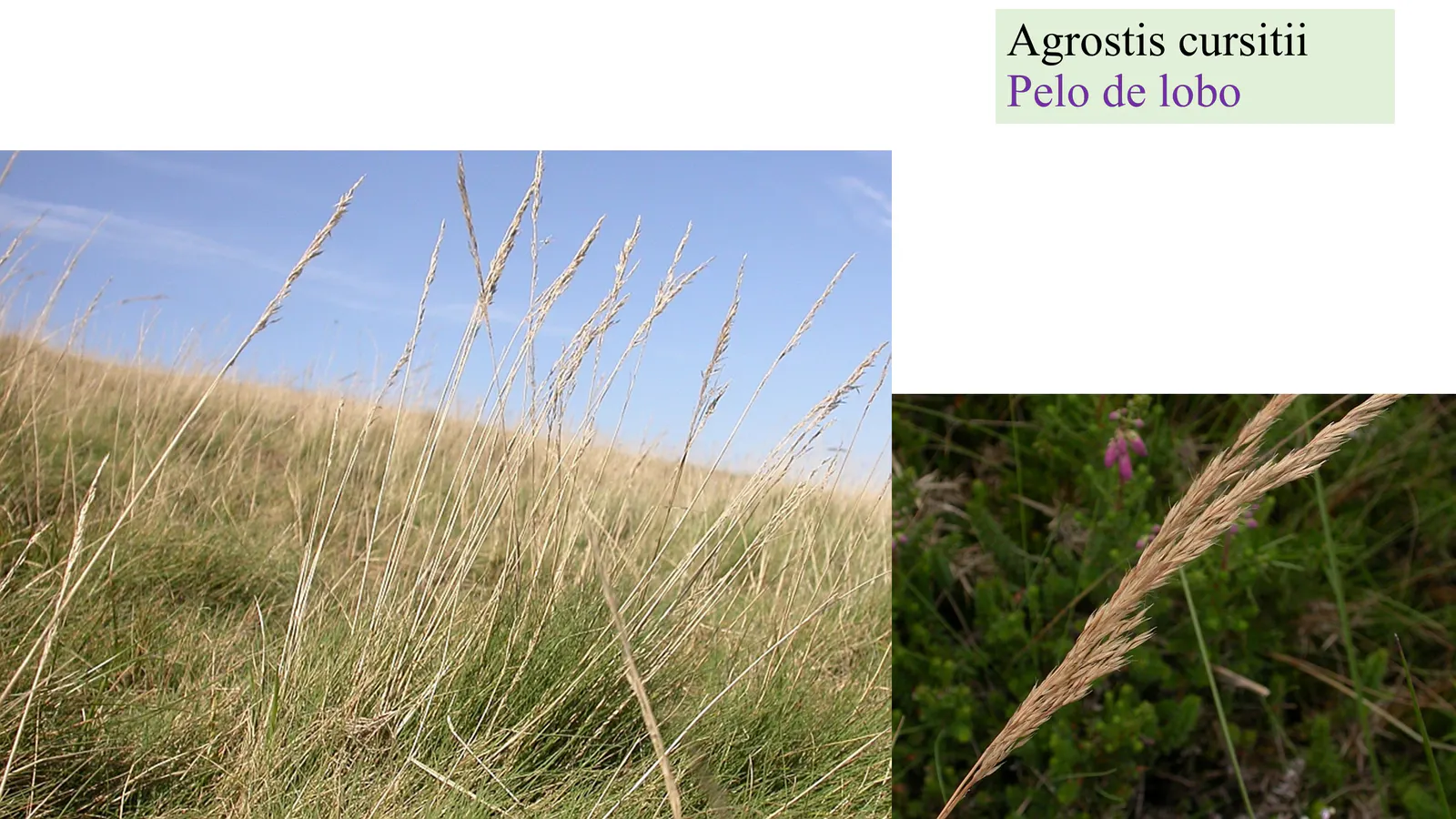 Agrostis cf curtisii