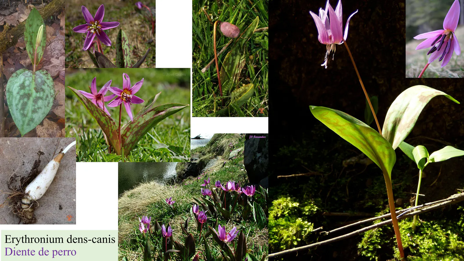 Erythronium dens-canis
