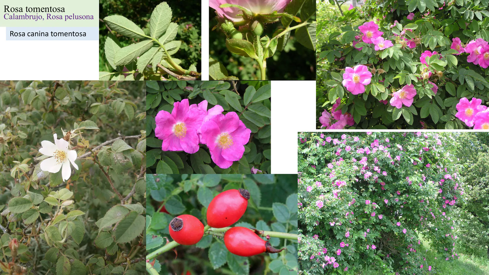 Rosa