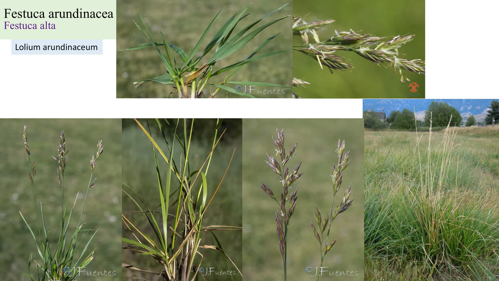Festuca arundinacea