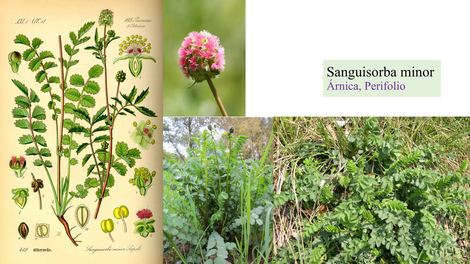 Sanguisorba minor