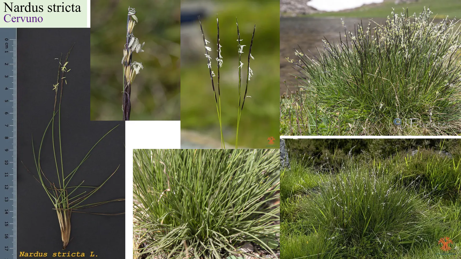 Nardus stricta