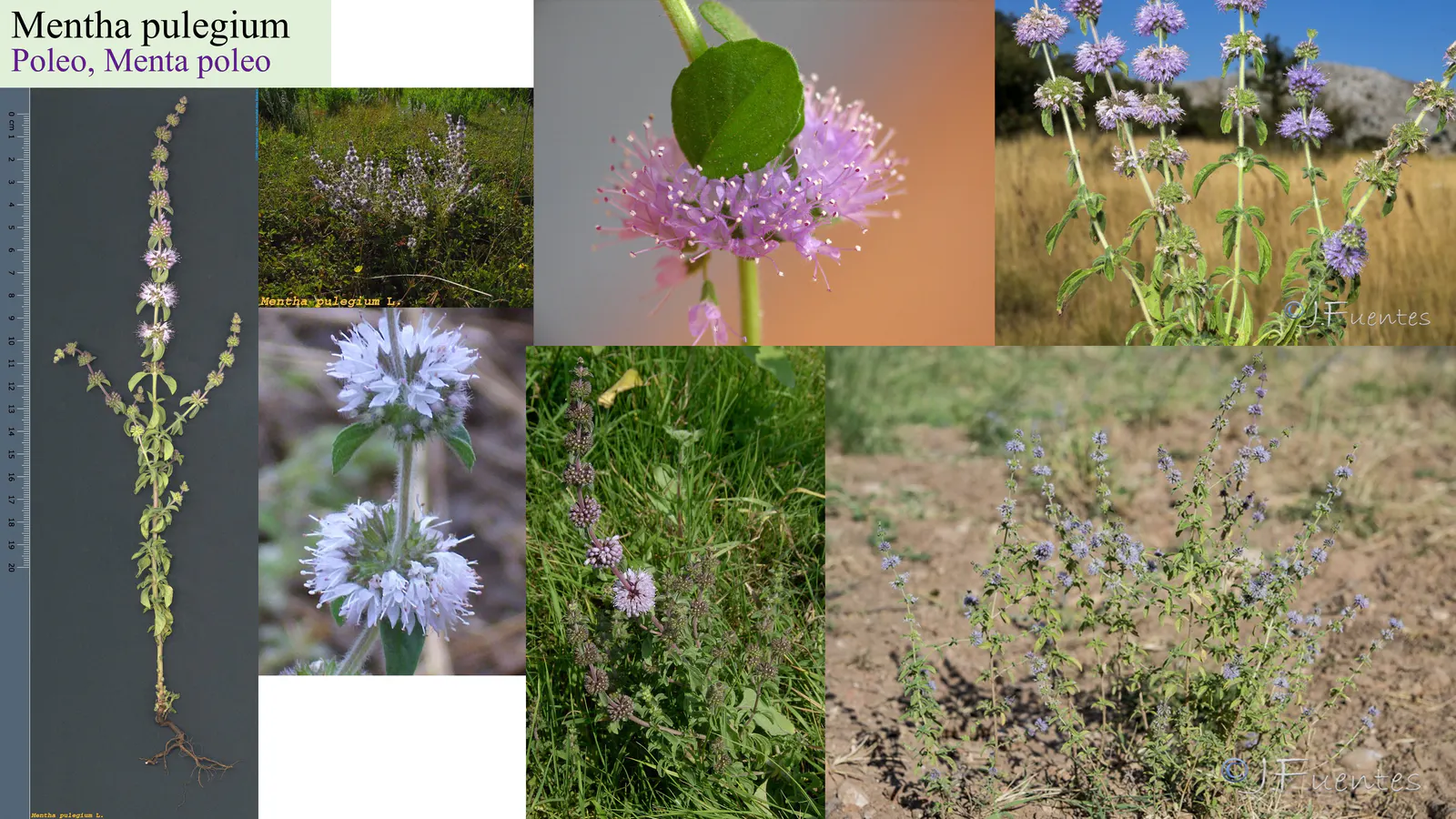 Mentha pulegium