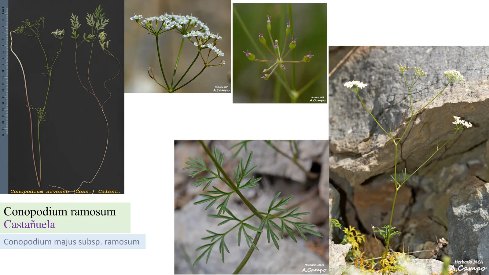 Conopodium ramosum