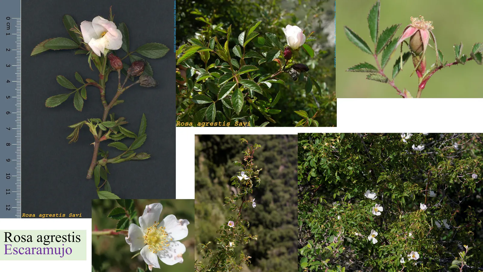 Rosa agrestis