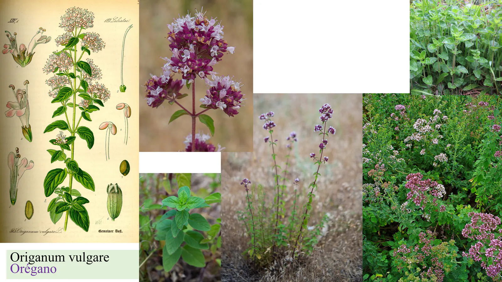 Origanum vulgare