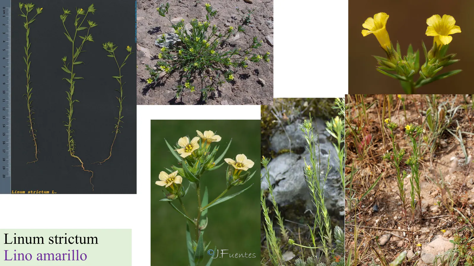Linum strictum