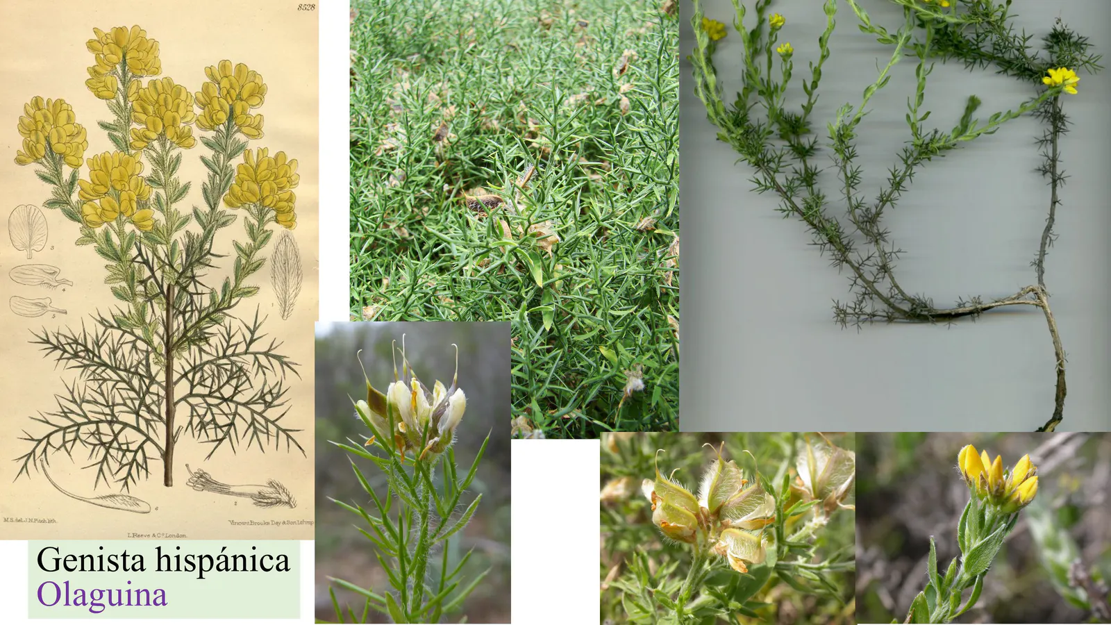 Genista hispanica