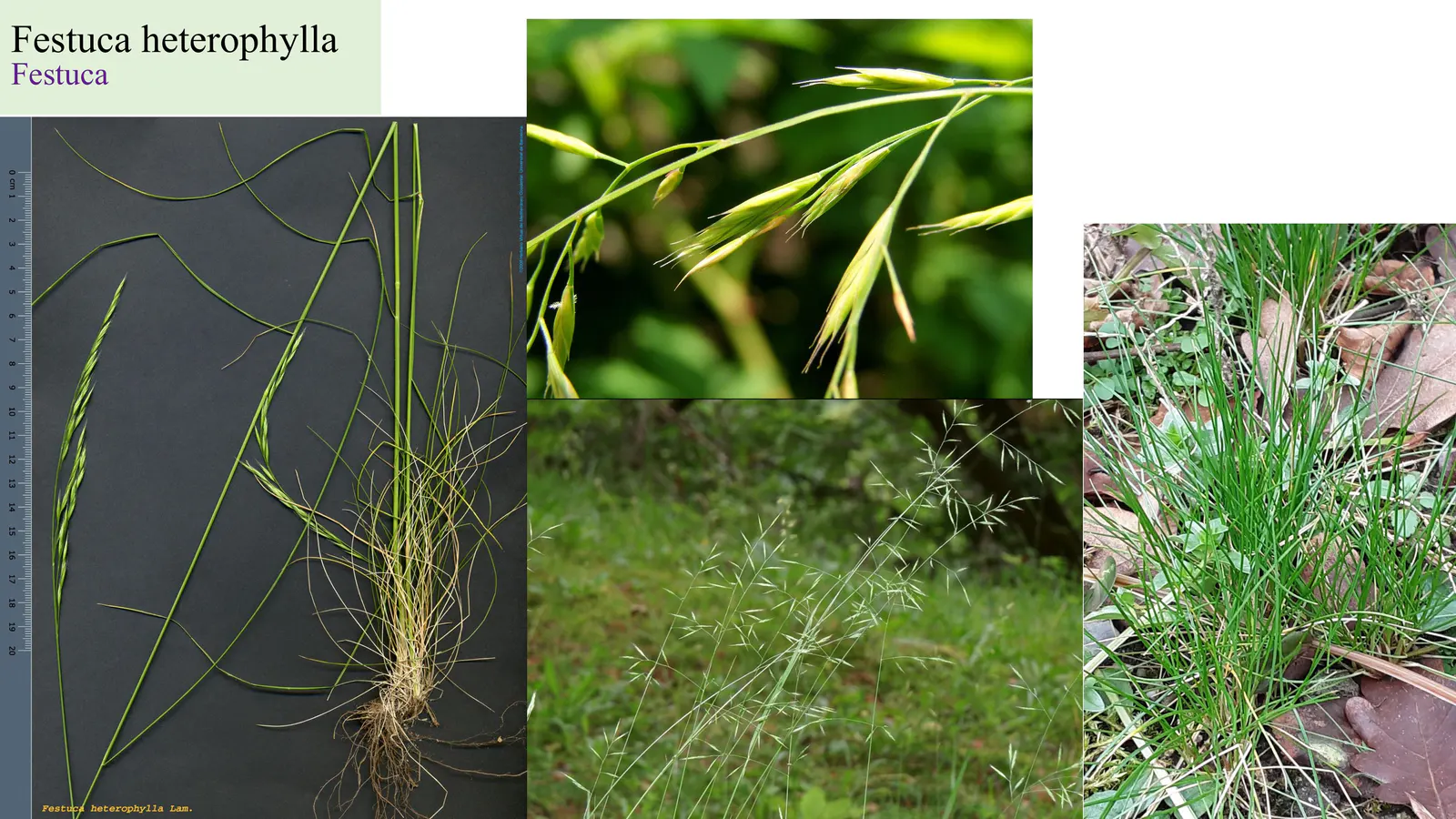Festuca heterophylla