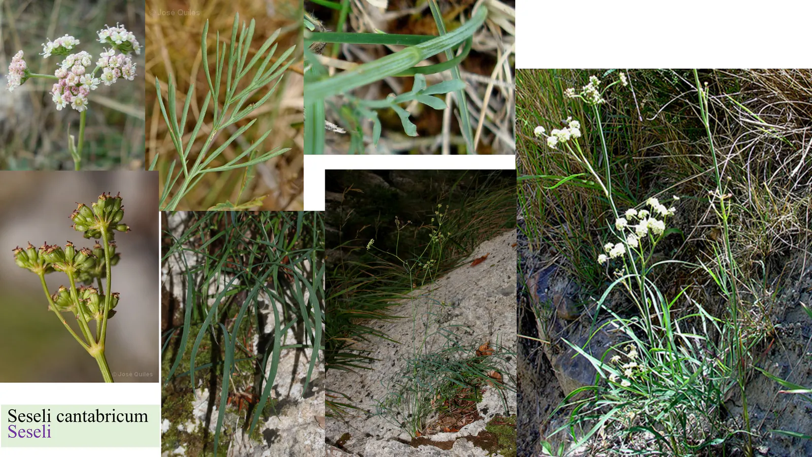 Seseli cantabricum