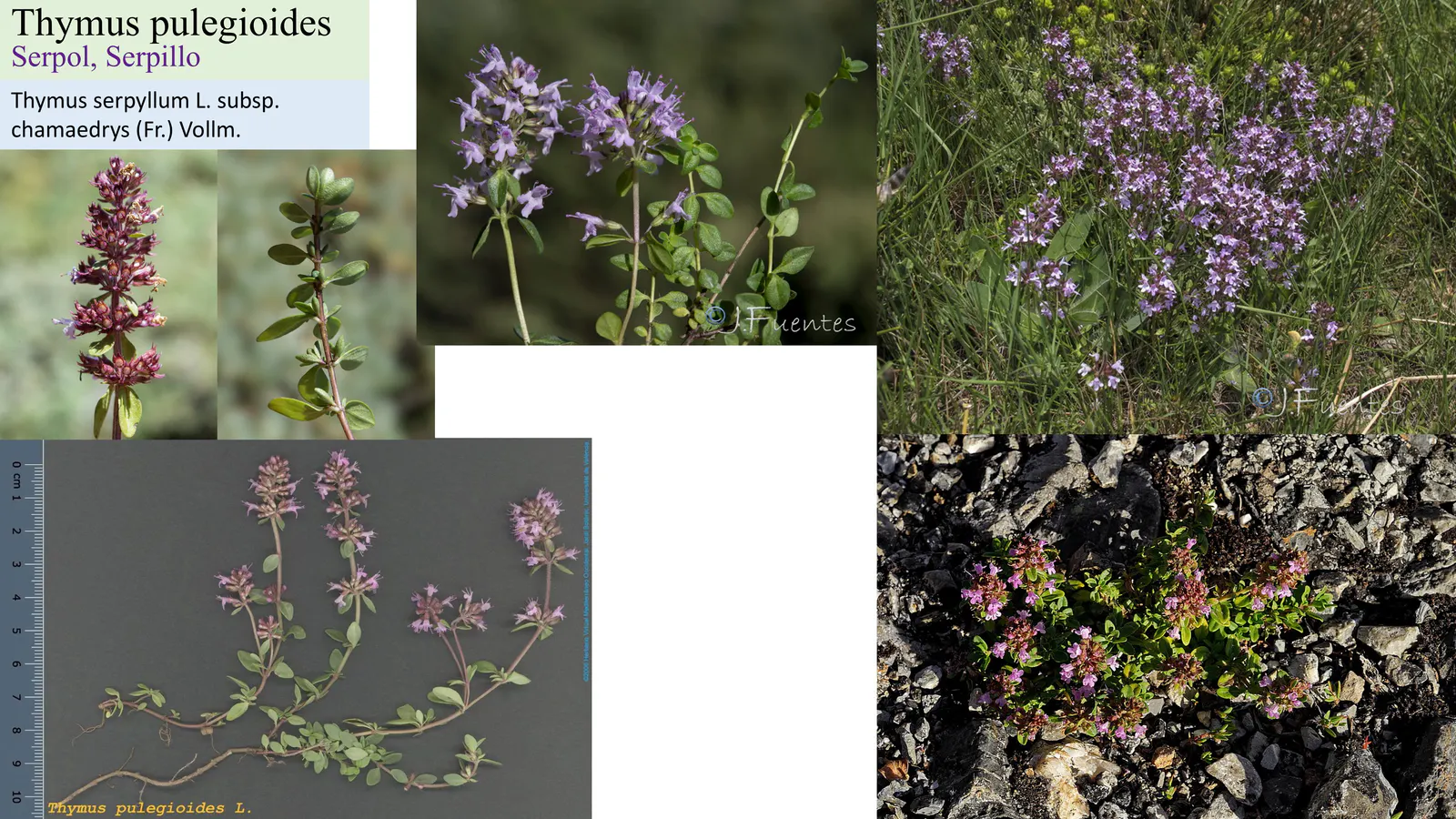Thymus pulegioides