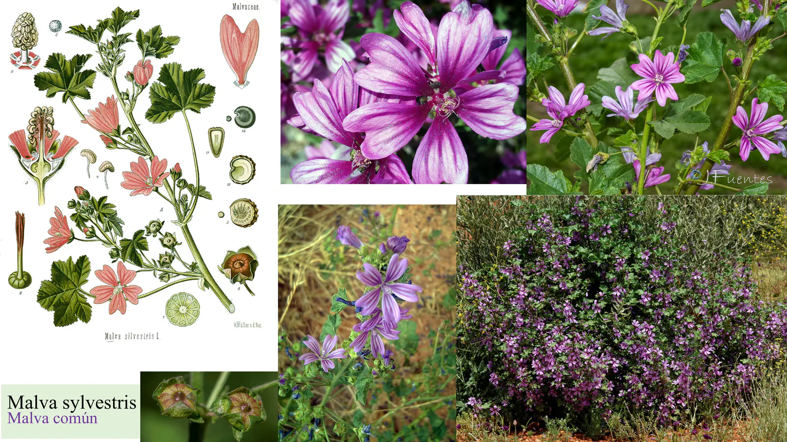 Malva sylvestris