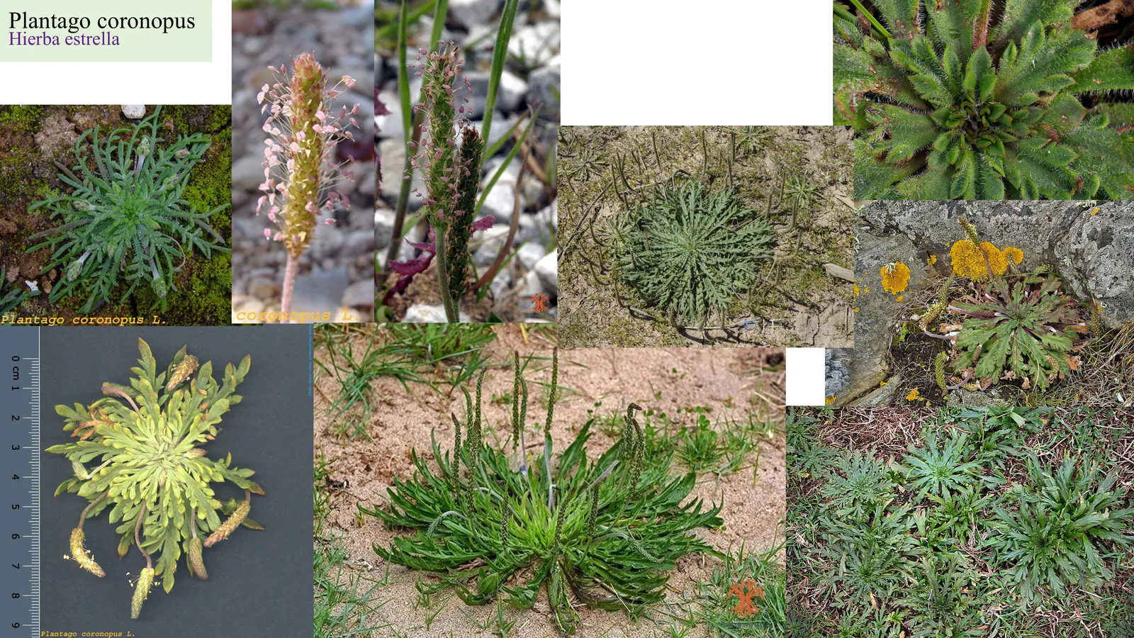 Plantago coronopus