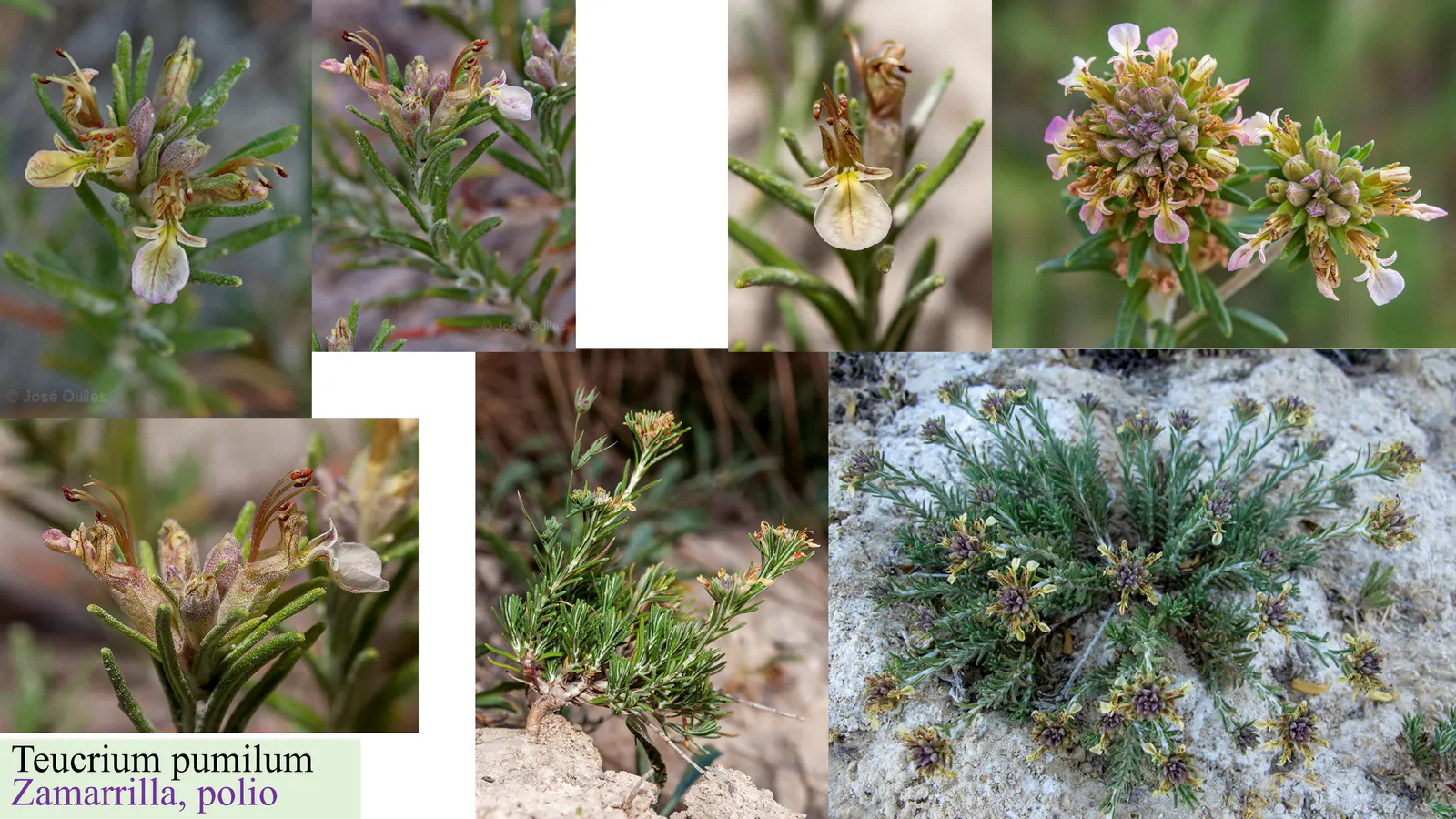 Teucrium pumilum