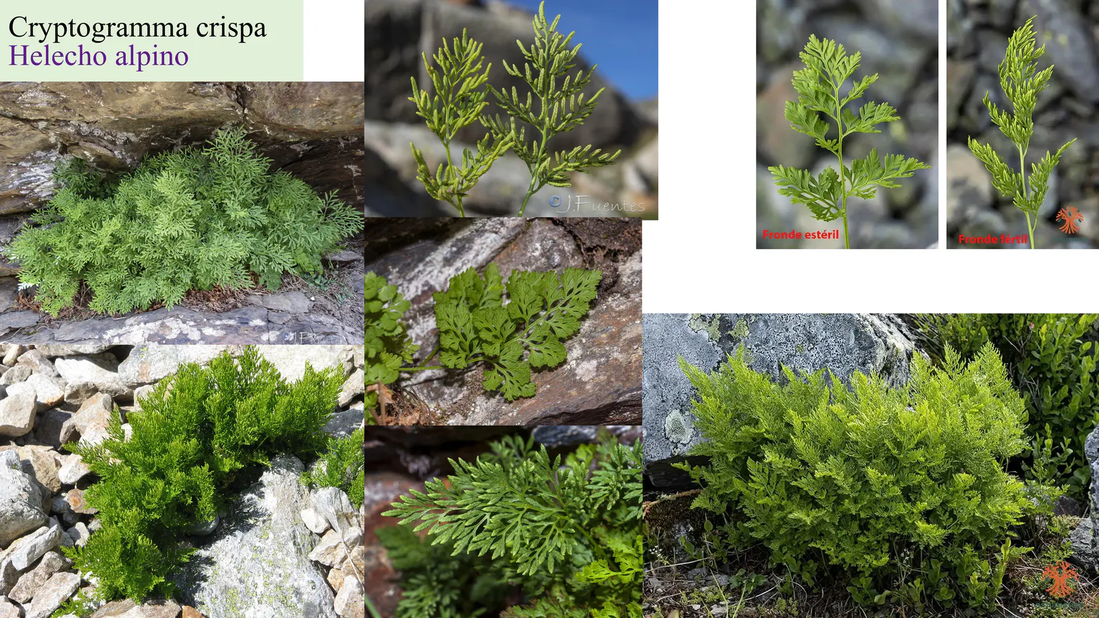 Cryptogramma crispa