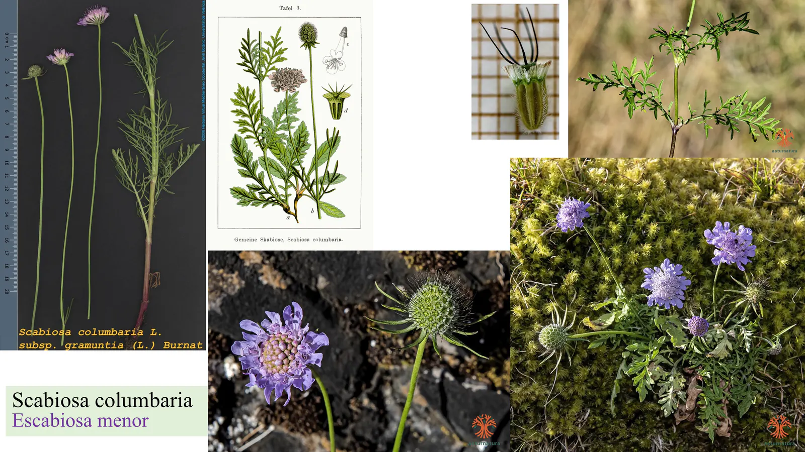 Scabiosa columbaria