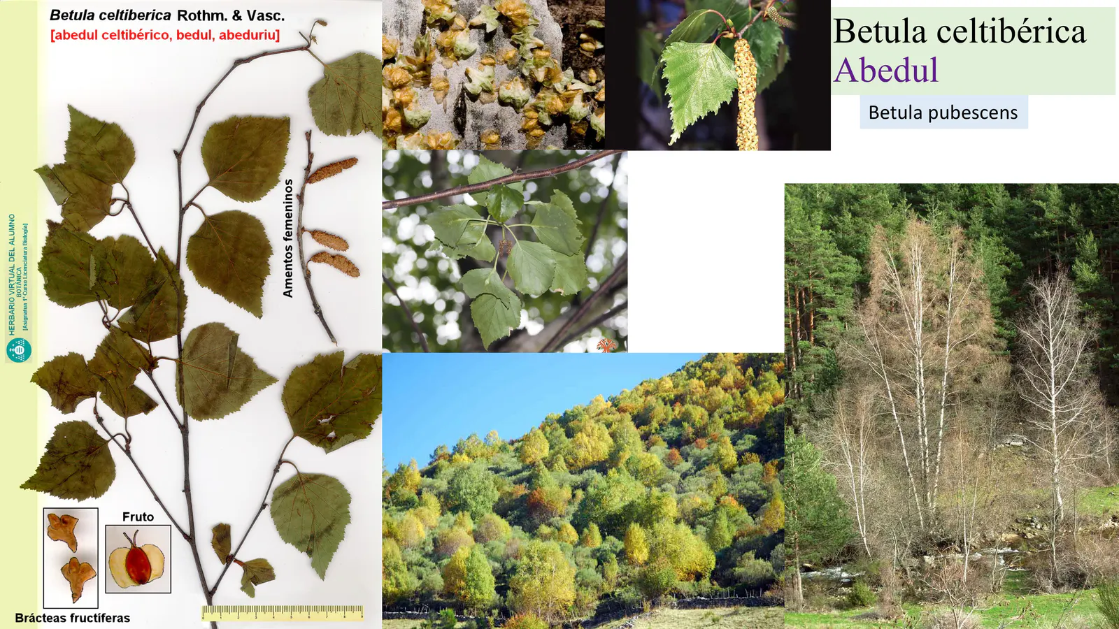Betula celtiberica