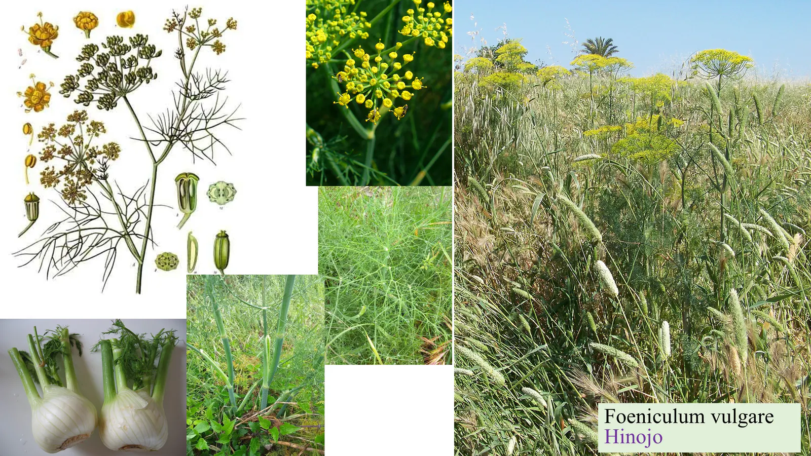 Foeniculum vulgare