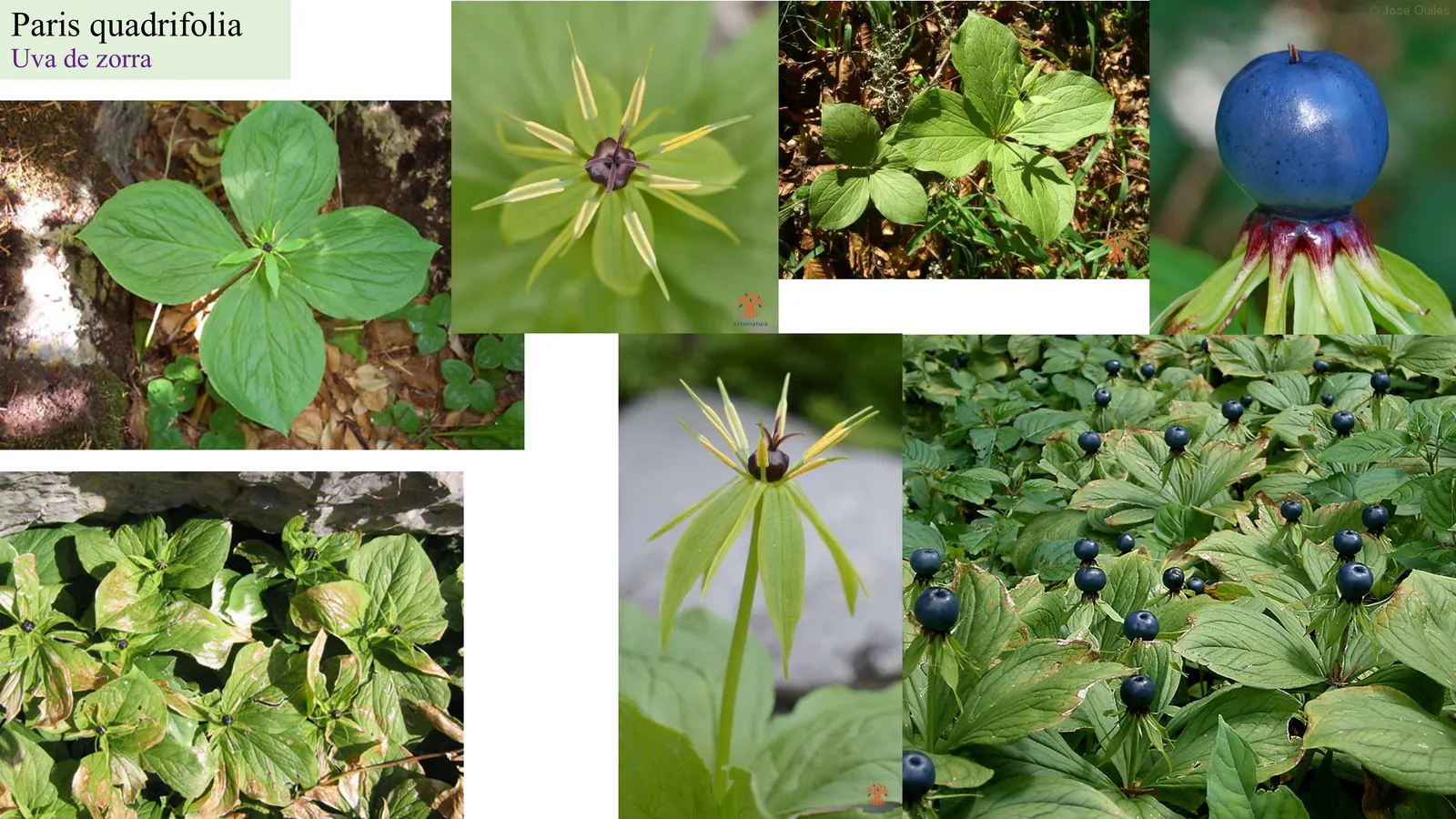 Paris quadrifolia