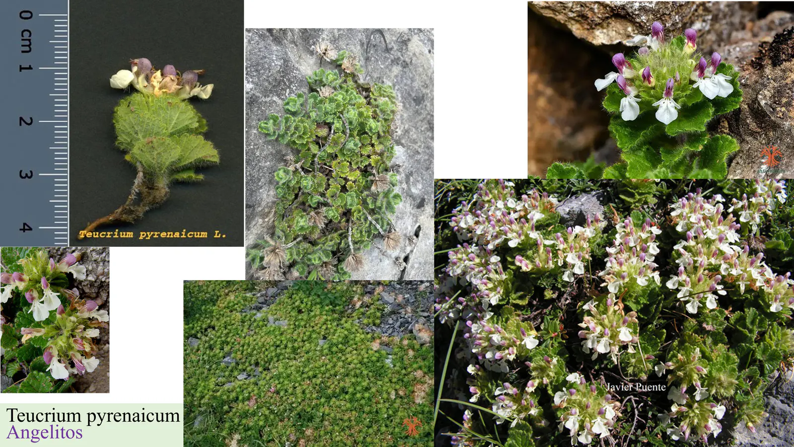 Teucrium pyrenaicum