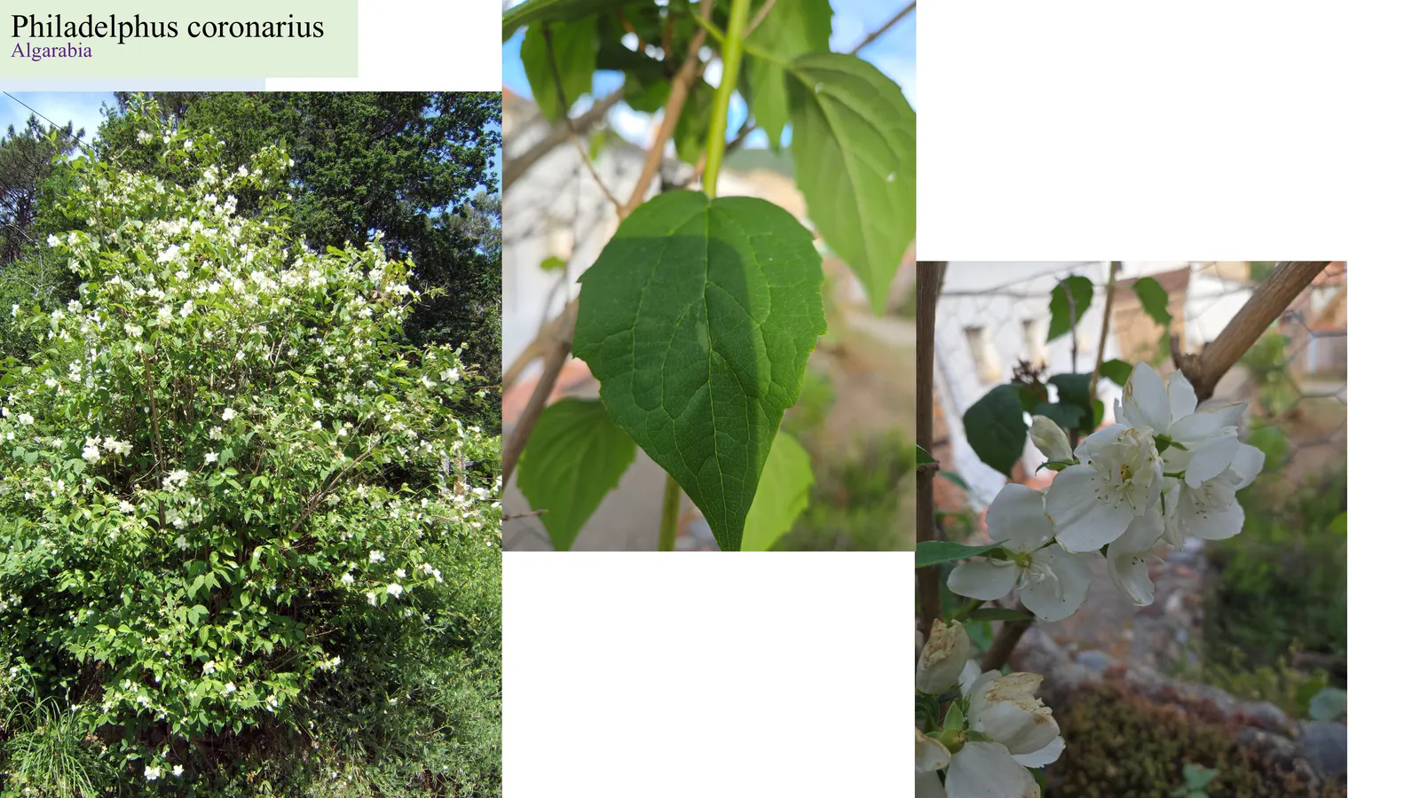 Philadelphus coronarius