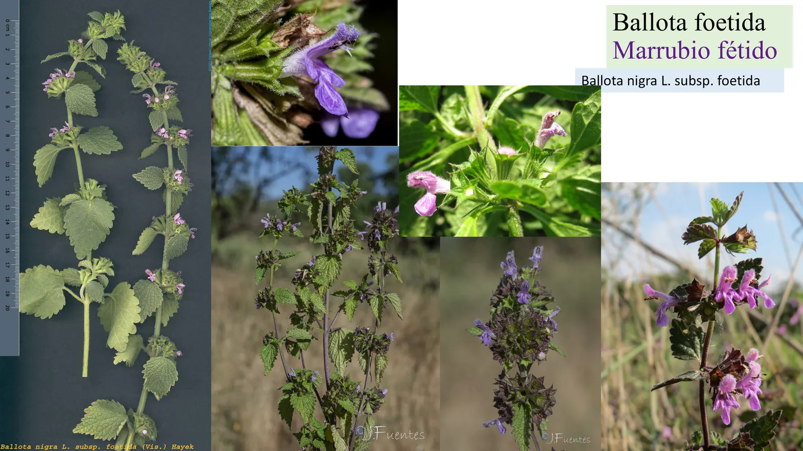 Lamiaceae