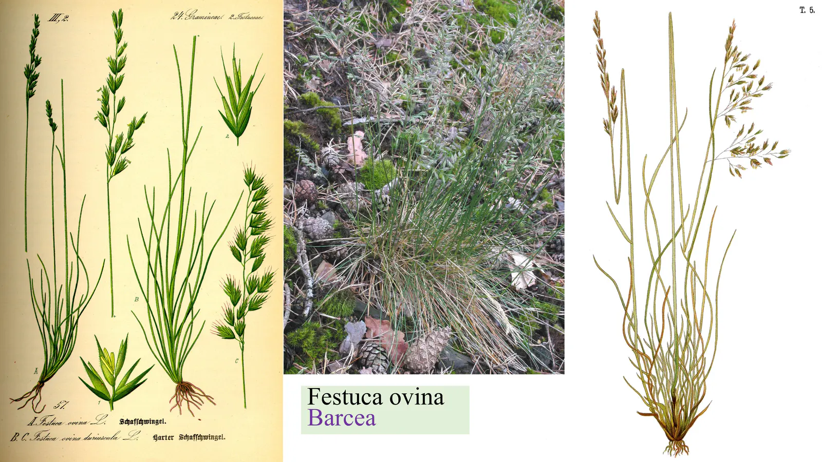 Festuca ovina