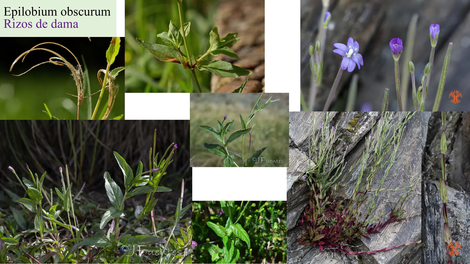 Epilobium obscurum