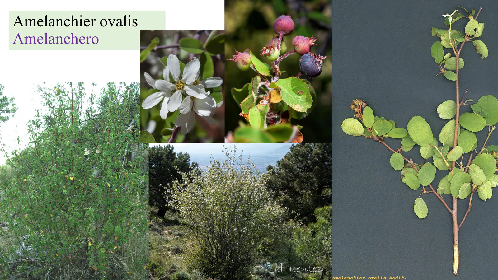 Amelanchier