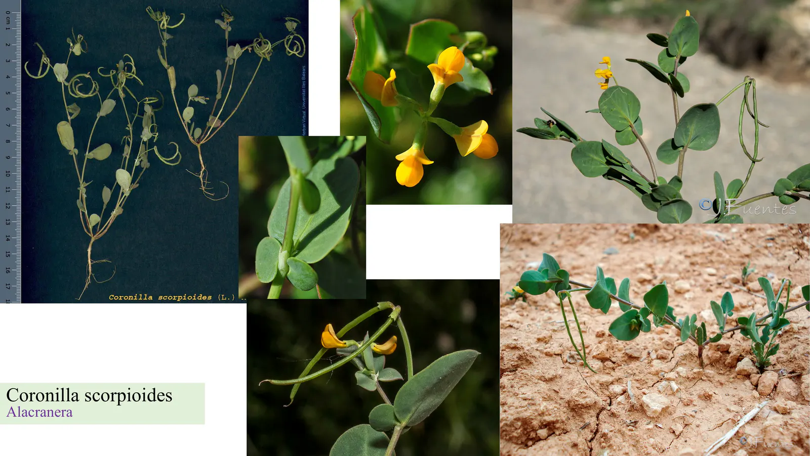 Coronilla scorpioides