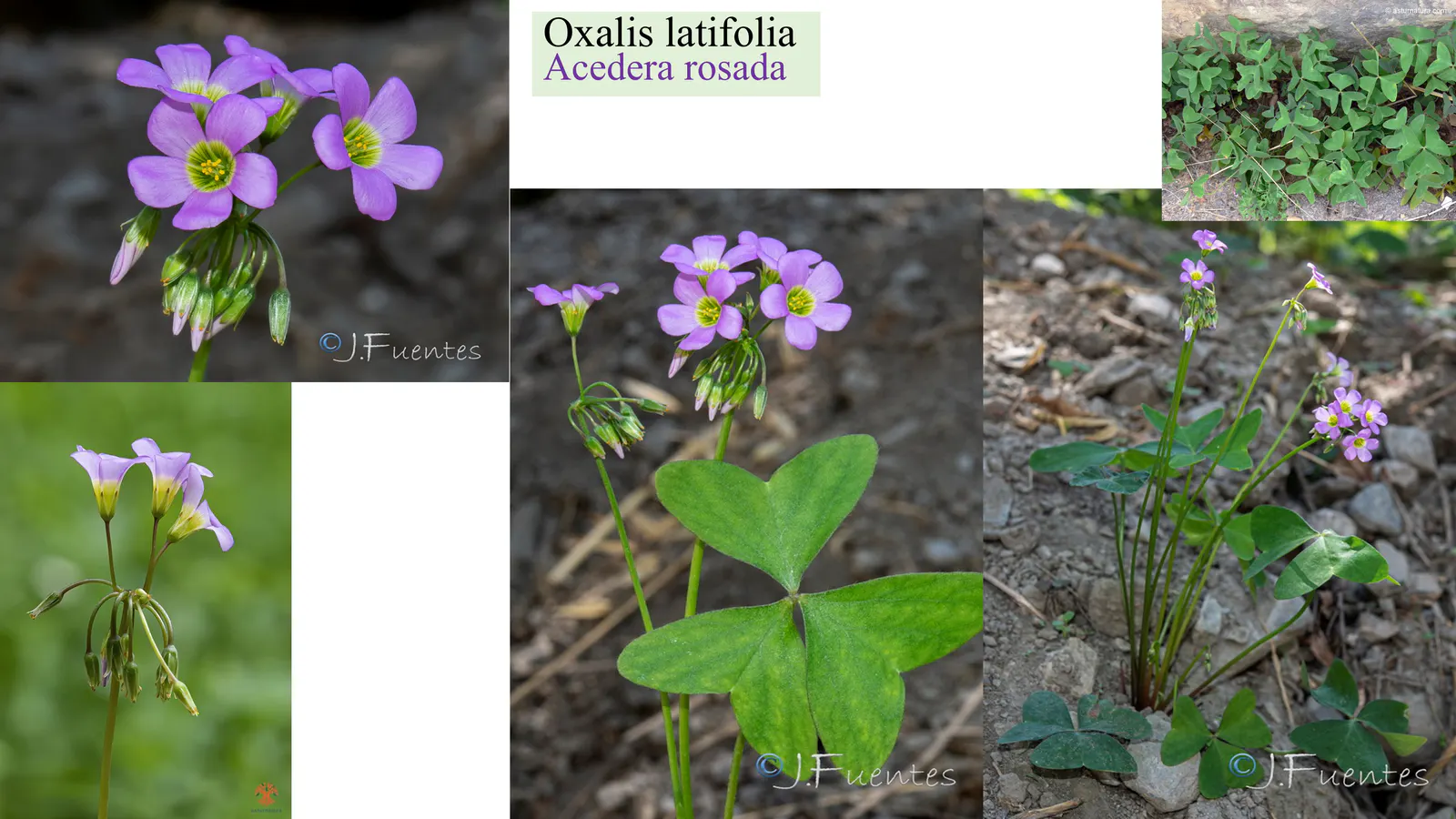 Oxalis latifolia