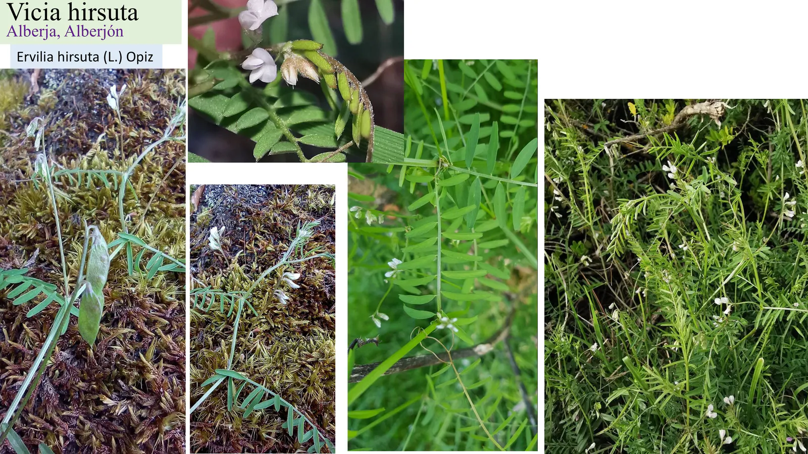 Vicia hirsuta