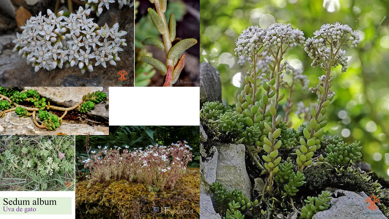 Sedum album