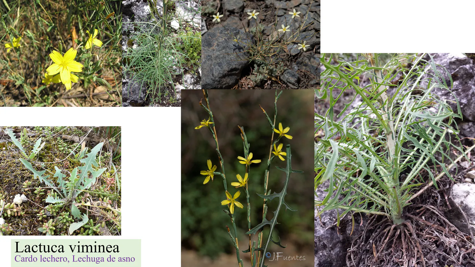 Lactuca viminea
