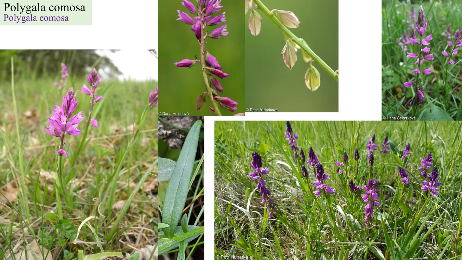 Polygala comosa