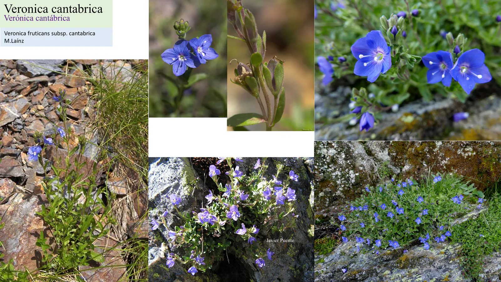 Veronica cantabrica
