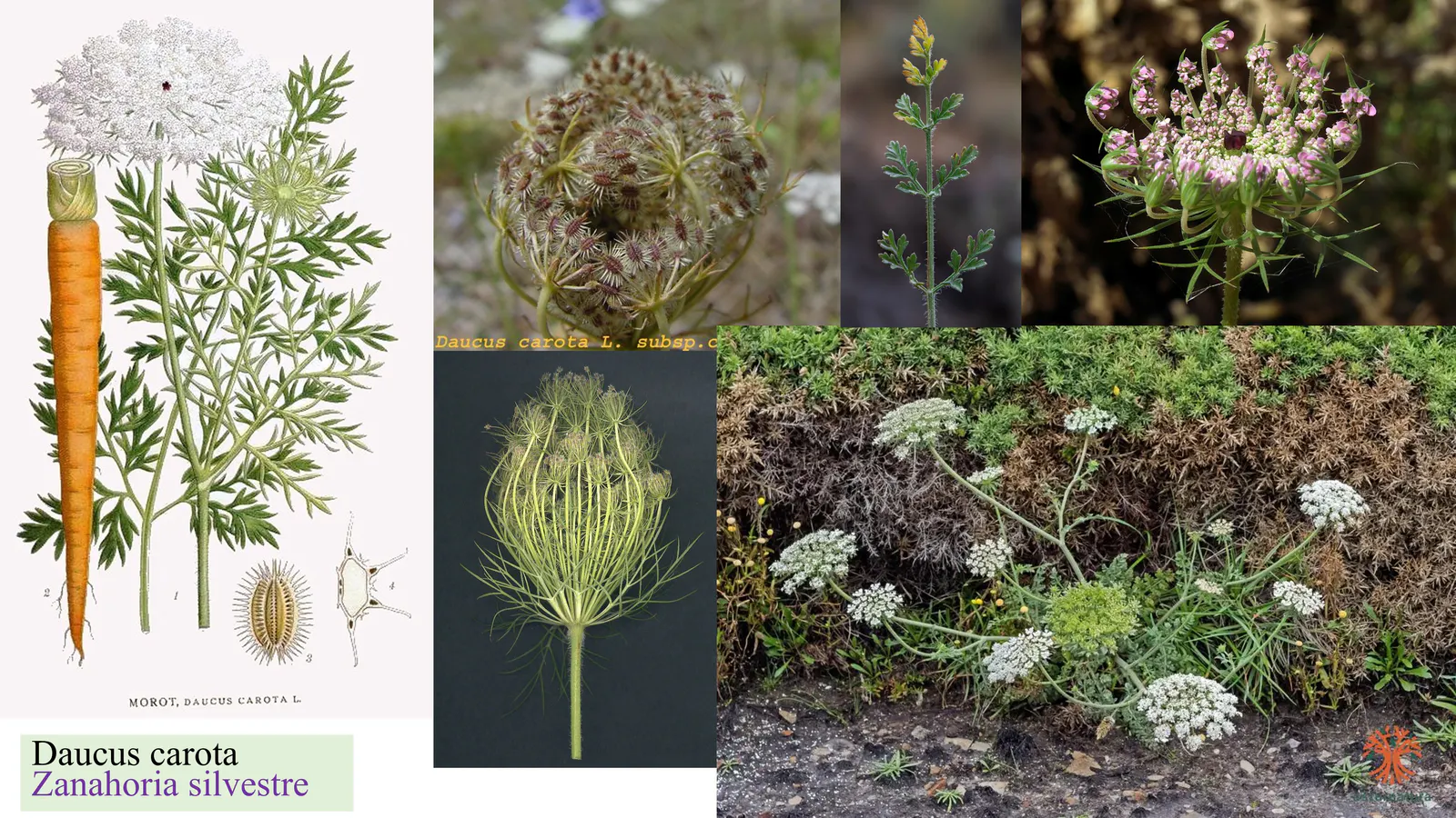 Daucus carota
