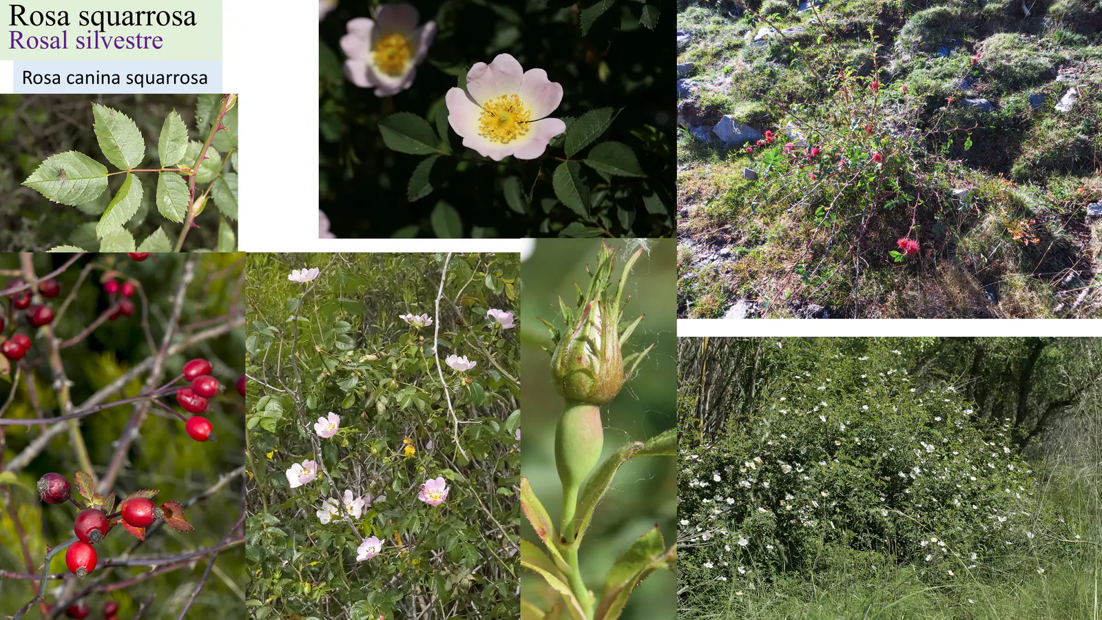 Rosa squarrosa