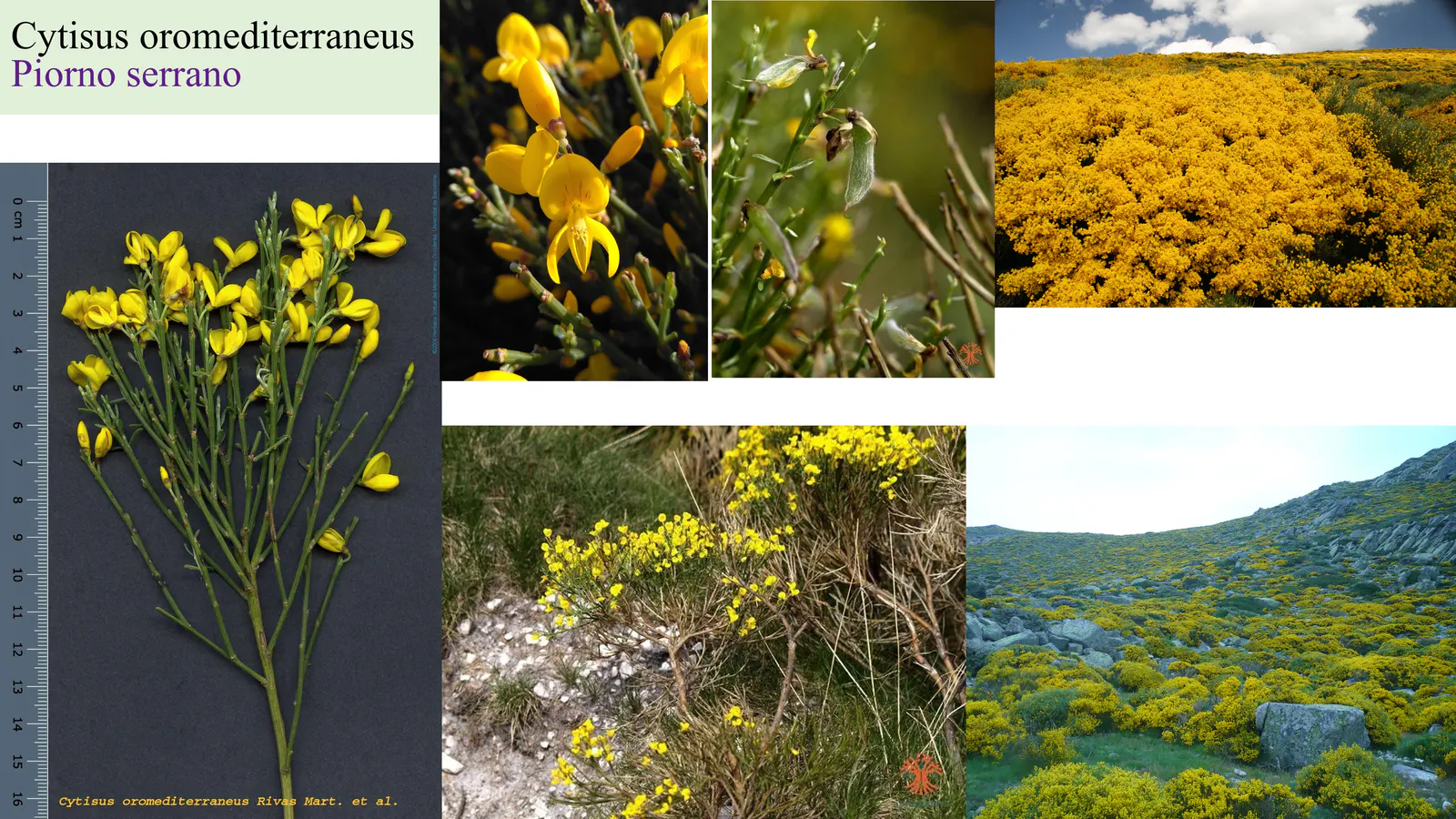 Cytisus oromediterraneus