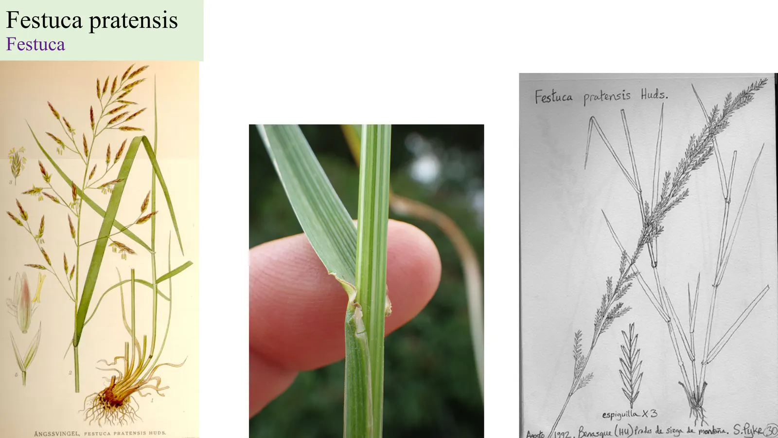 Festuca pratensis
